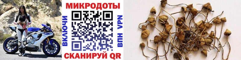 Галлюциногенные грибы Cubensis  купить   Абдулино 